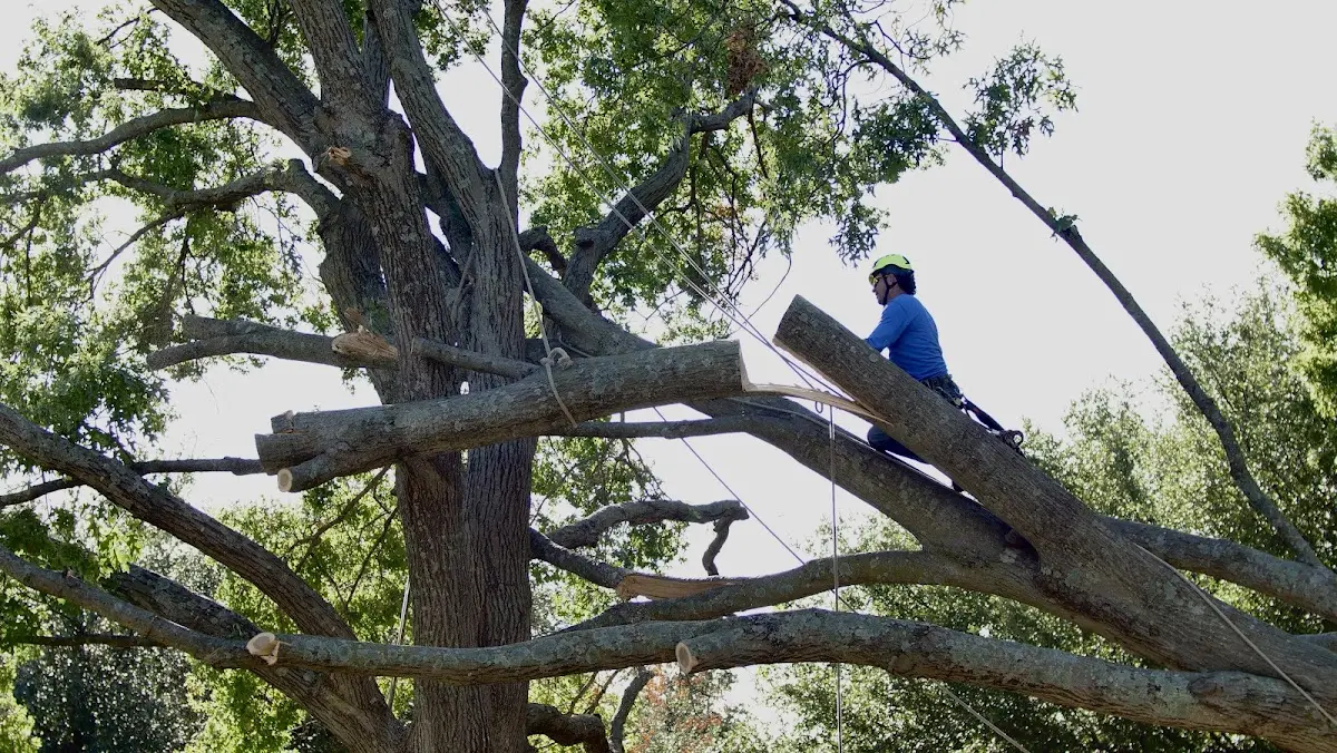 Professional Crown Thinning performed by certified arborists in Cummings